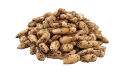 copy of MANDLE SOLENÉ